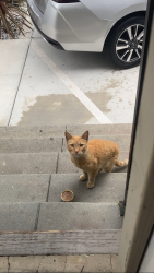 Found/Stray Unknown Cat last seen 24th st and hoover st, Los Angeles, CA 90007