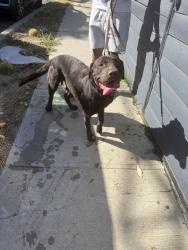 Reunited Male Dog last seen Pyrites St, Los Angeles, CA 90032, USA, Los Angeles, CA 90032