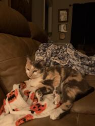 Reunited Female Cat last seen Farmwood loop, Wilson, NC 27896