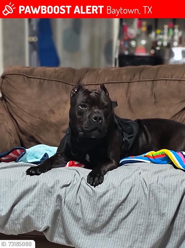 Lost Male Dog last seen Near Northbend dr, Baytown, TX 77521