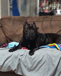 Lost Male Dog last seen Near Northbend dr, Baytown, TX 77521