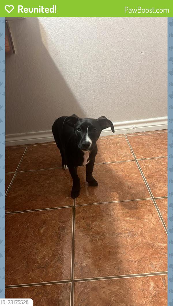 Reunited Female Dog last seen Clay Mathis road, Mesquite, TX 75181