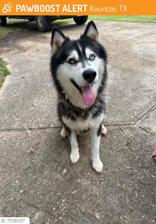 Found/Stray Male Dog last seen Williford Rd and Haynes Loop Kountze Texas, Kountze, TX 77625