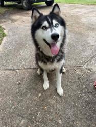 Found/Stray Male Dog last seen Williford Rd and Haynes Loop Kountze Texas, Kountze, TX 77625