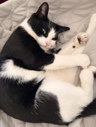 Lost Male Cat last seen milton, Milton, ON L9T