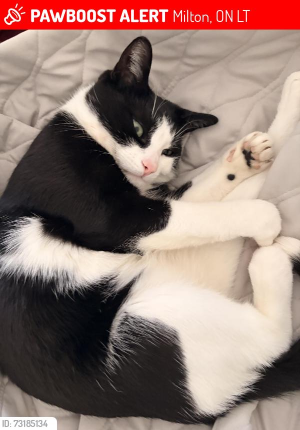 Lost Male Cat last seen milton, Milton, ON L9T