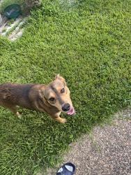 Found/Stray Male Dog last seen Bonnard and Cawood, Spring, TX 77379