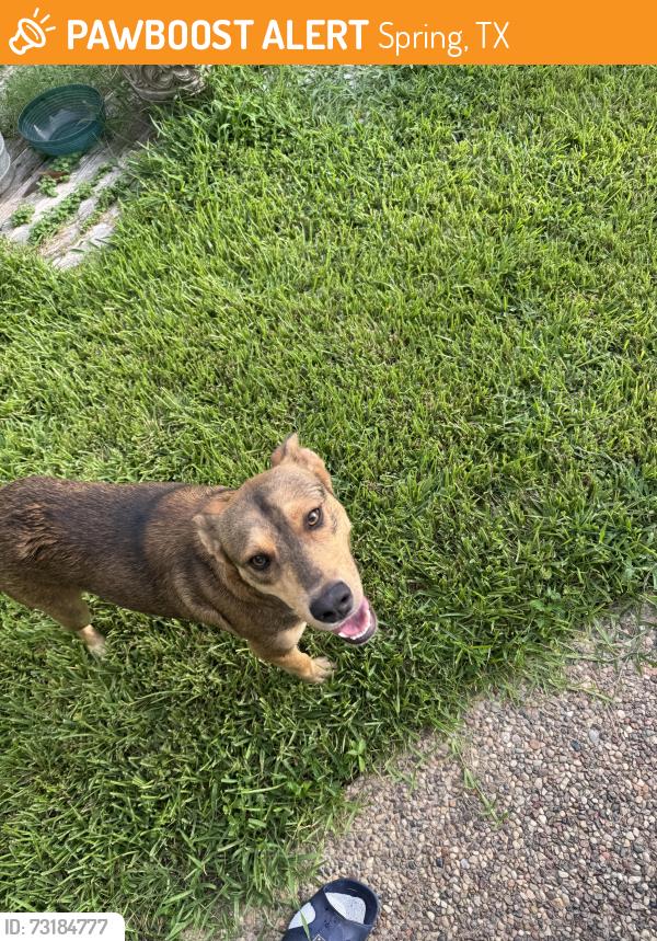 Found/Stray Male Dog last seen Bonnard and Cawood, Spring, TX 77379