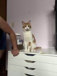 Found/Stray Male Cat last seen Mandalay and Jefferson, Winnipeg, MB 