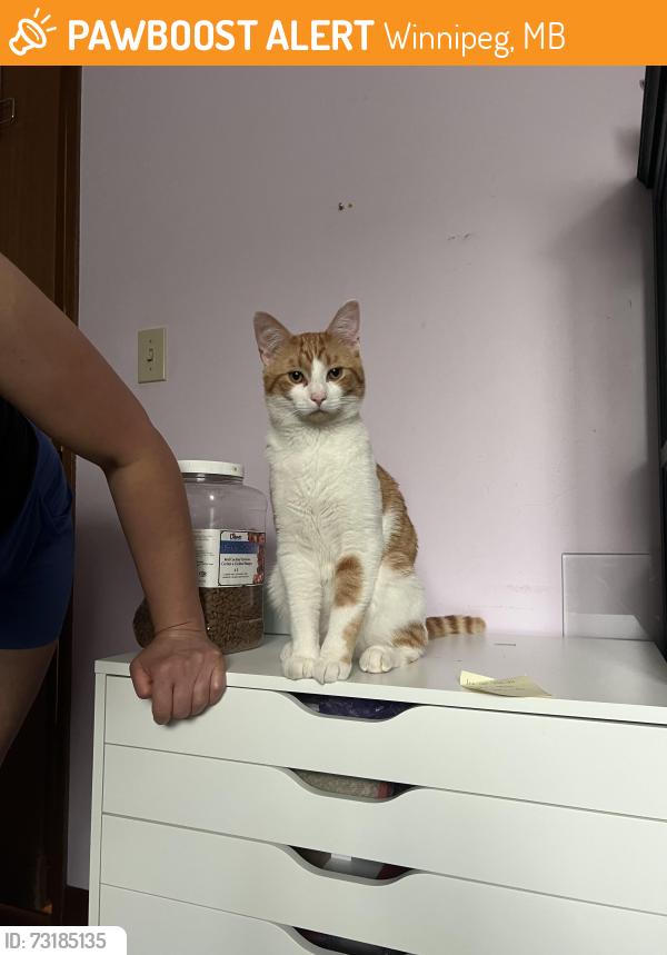 Found/Stray Male Cat last seen Mandalay and Jefferson, Winnipeg, MB 