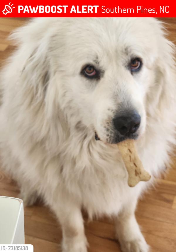 Lost Female Dog last seen Firleigh Road, Southern Pines, NC 28387