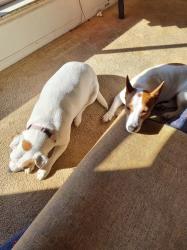 Reunited Male Dog last seen Centaurus st, Inala, QLD 4077