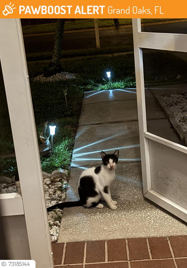 Found/Stray Male Cat last seen Bruford blvd, Grand Oaks, FL 34639