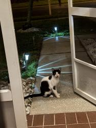 Found/Stray Male Cat last seen Bruford blvd, Grand Oaks, FL 34639