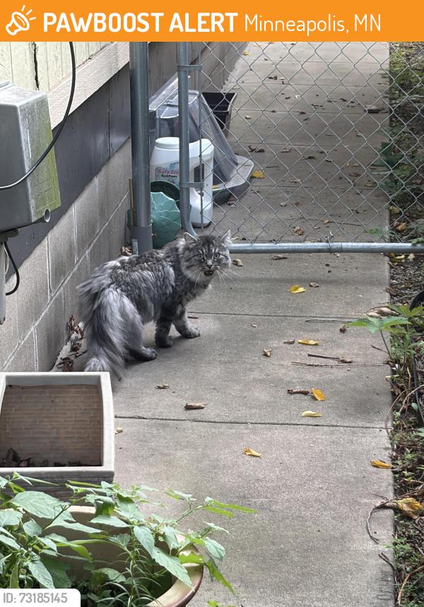 Found/Stray Unknown Cat last seen Sheridan and w 62nd street, Minneapolis, MN 55410