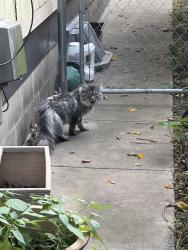 Found/Stray Unknown Cat last seen Sheridan and w 62nd street, Minneapolis, MN 55410