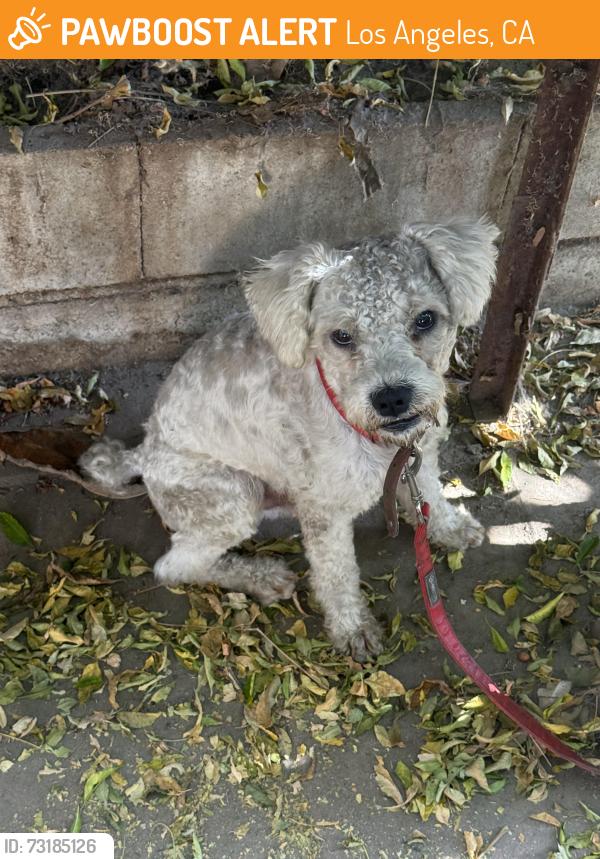 Found/Stray Male Dog last seen South Park Recreation Center, Los Angeles, CA 90011