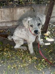 Found/Stray Male Dog last seen South Park Recreation Center, Los Angeles, CA 90011