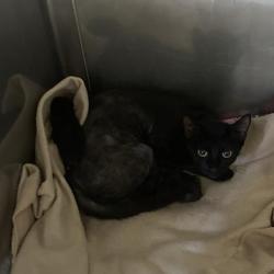Shelter Stray Unknown Cat last seen , 12910 Yukon Ave, Hawthorne, CA 90250, USA