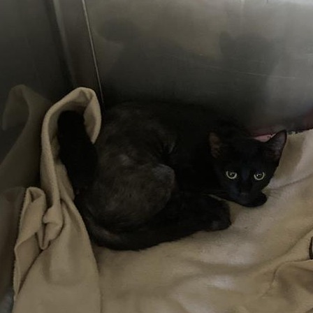Shelter Stray Unknown Cat last seen , 12910 Yukon Ave, Hawthorne, CA 90250, USA