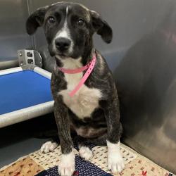 Shelter Stray Female Dog last seen , 2350 Appling City Cove, Memphis, TN 38133, USA