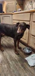 Found/Stray Female Dog last seen Nelson Road (gravel road for logging; no hses nearby), Hamilton, GA 31811