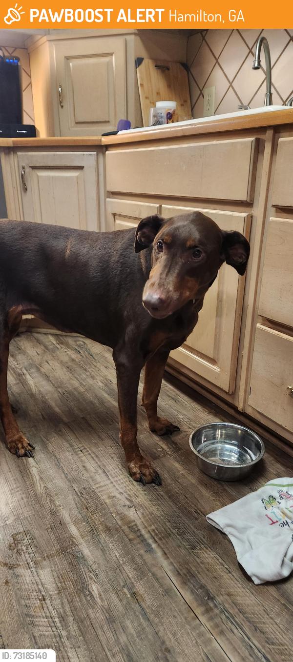 Found/Stray Female Dog last seen Nelson Road (gravel road for logging; no hses nearby), Hamilton, GA 31811