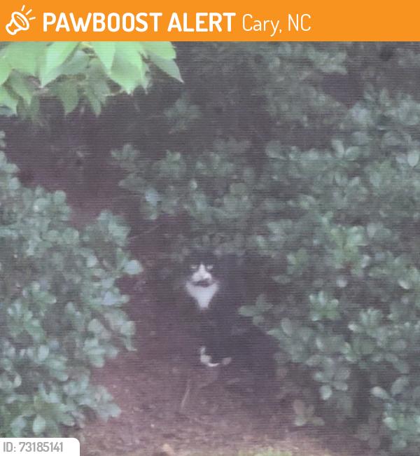 Found/Stray Unknown Cat last seen Kildaire Farm Rd and Penny Rd, Cary, NC 27518