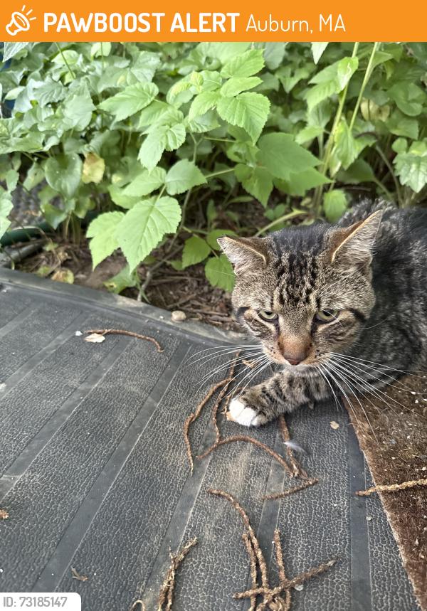 Found/Stray Male Cat last seen Pakachoag St Auburn, Auburn, MA 01501