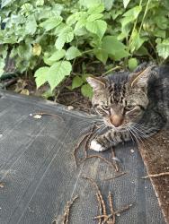 Found/Stray Male Cat last seen Pakachoag St Auburn, Auburn, MA 01501