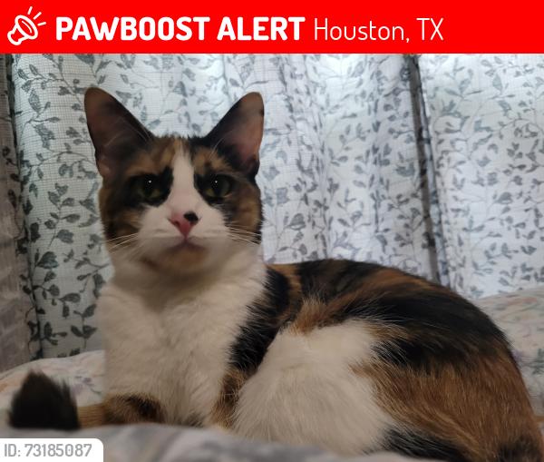 Lost Female Cat last seen Near Elm St. In the apmts, Houston, TX 77081