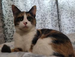 Lost Female Cat last seen Near Elm St. In the apmts, Houston, TX 77081