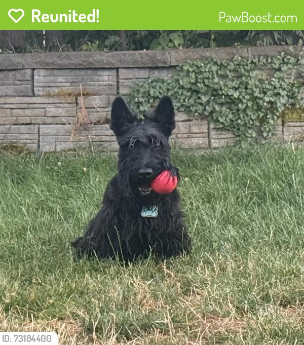 Reunited Female Dog last seen MLK and Buffalo, Portland, OR 97211