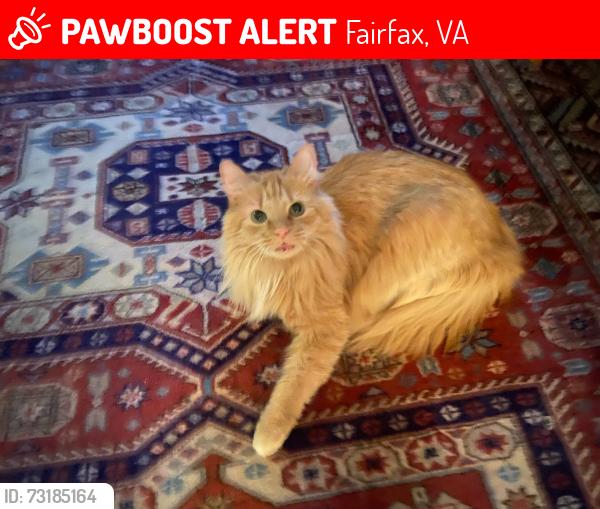 Lost Male Cat last seen Meadow Hill Lane, Fairfax, VA 22033