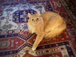 Lost Male Cat last seen Meadow Hill Lane, Fairfax, VA 22033