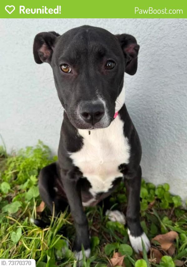 Reunited Female Dog last seen Pier St area in Clermont, Clermont, FL 34711