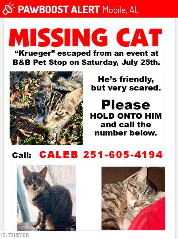 Lost Male Cat last seen Missing from B&B pet store in mobile!, Mobile, AL 36609