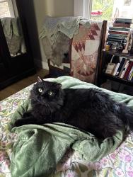Reunited Male Cat last seen South French Broad Avenue, Asheville, NC 28801