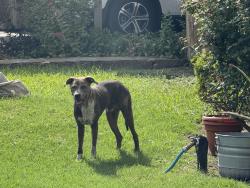 Found/Stray Male Dog last seen San Pedro and W Hermosa, San Antonio, TX 78212