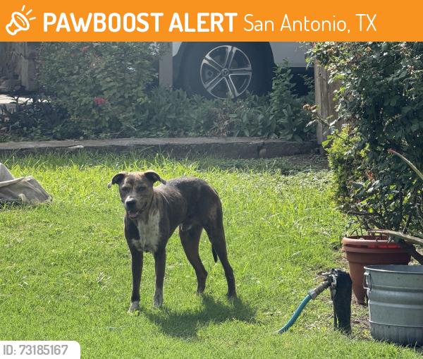 Found/Stray Male Dog last seen San Pedro and W Hermosa, San Antonio, TX 78212