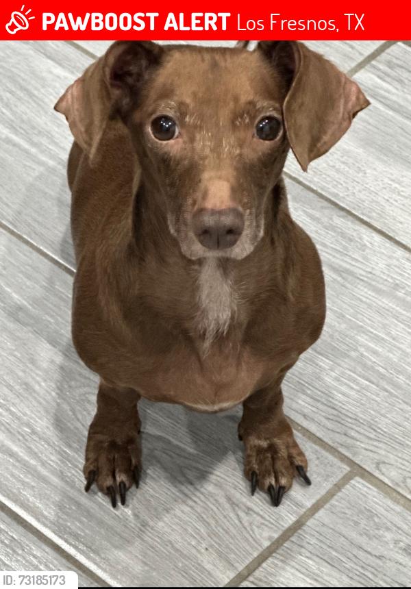 Lost Male Dog last seen B&C Car Wash, Los Fresnos, TX 78566