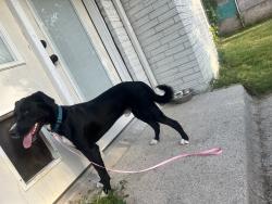 Reunited Male Dog last seen McCoy and Harrison in the creek, Watauga, TX 76148