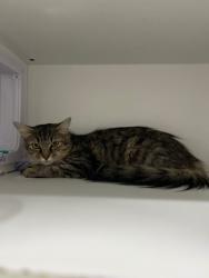 Shelter Stray Female Cat last seen , 5302 Stone St, Chattanooga, TN 37412, USA