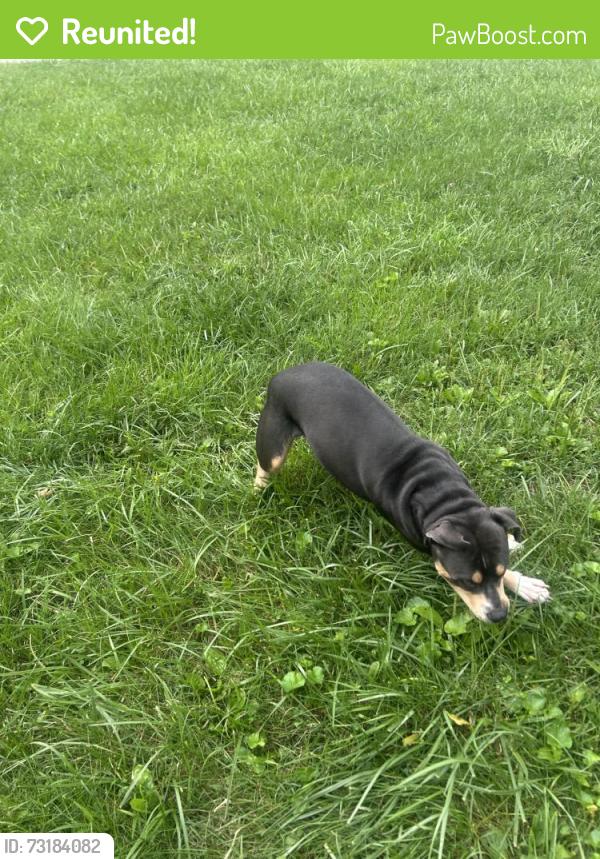 Reunited Female Dog last seen Forest st, Asheville, NC 28803