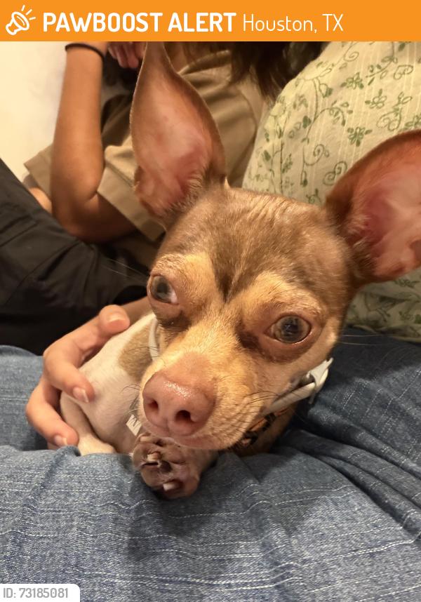 Found/Stray Male Dog last seen Near storage facility on Buffalo Speedway near Westridge st, Houston, TX 77025