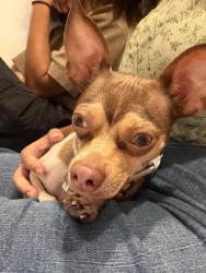 Found/Stray Male Dog last seen Near storage facility on Buffalo Speedway near Westridge st, Houston, TX 77025