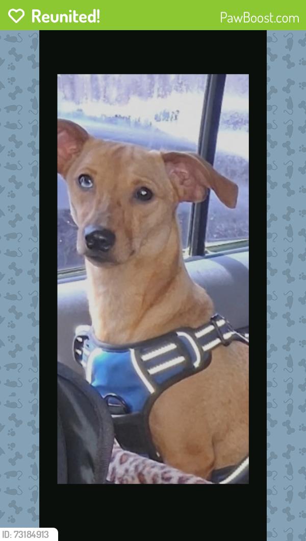 Reunited Male Dog last seen 32nd street, San Diego, CA 92113