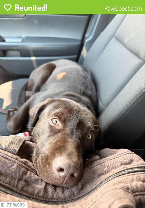Reunited Female Dog last seen Center ridge rd and porter rd, Westlake, OH 44145