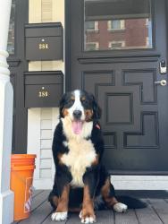 Lost Female Dog last seen Santa Elena Texas Starr county, Santa Elena, TX 78591