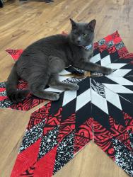 Lost Male Cat last seen Near Hartly Rd, Hartly, DE 19953, Hartly, DE 19953